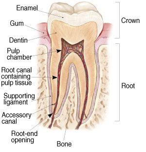 Dental Health and Root Canals 